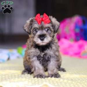 Josie, Miniature Schnauzer Puppy